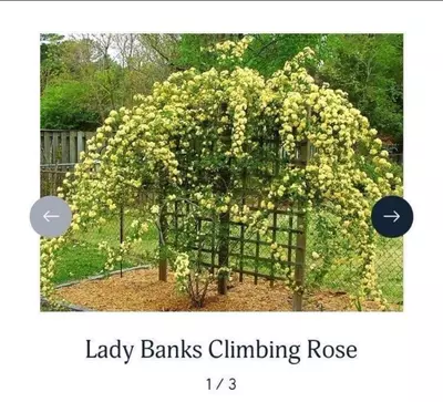 plant/Lady Banks Rose clippings for propagation-2-thumbnail