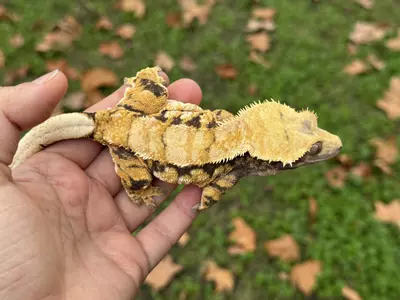 plant/Acorn - RTB F Tricolor w/ STRUCTURE-0-thumbnail