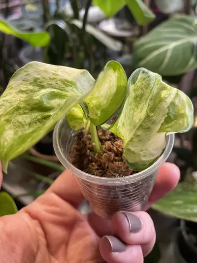 plant/Harlequin Manjula ~ Epipremnum-2-thumbnail