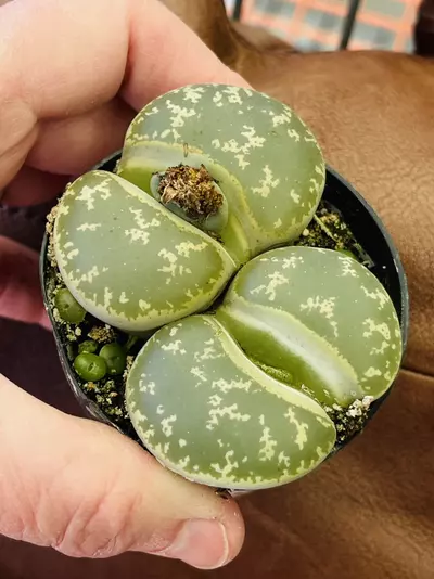 plant/Mesemb Lithops, 2 Plants!! GC-2-thumbnail