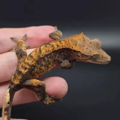 plant/Halloween Dalmation-1-thumbnail