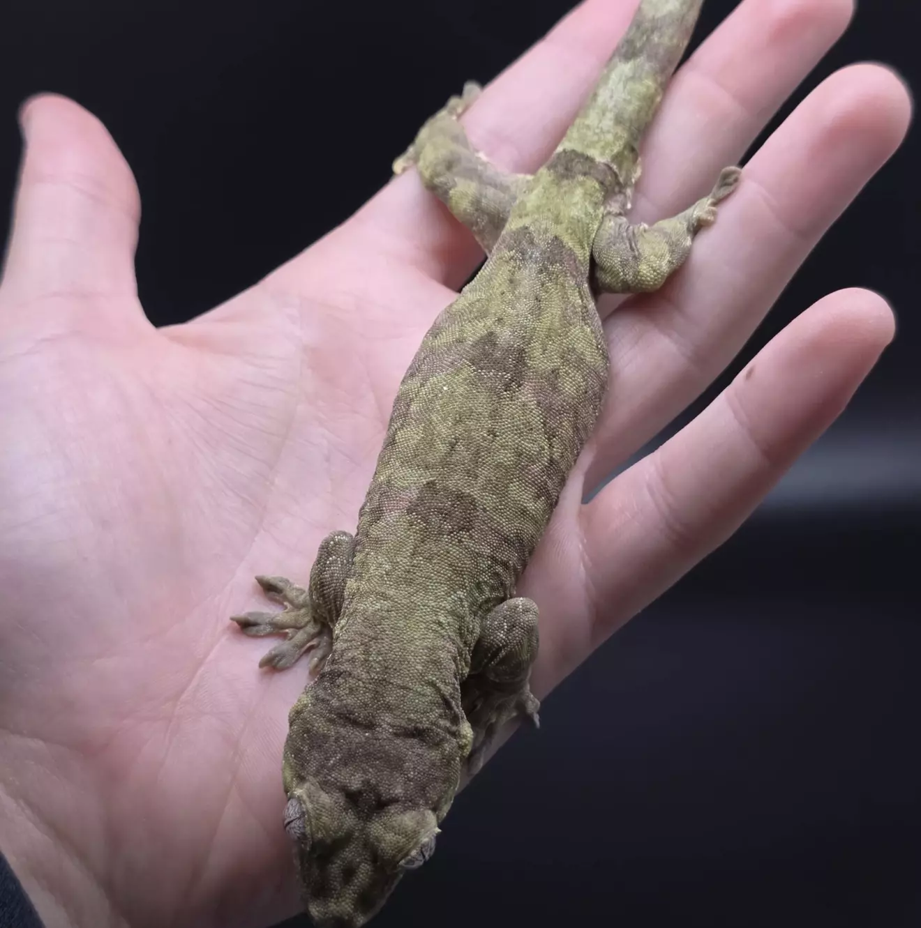 plant/Proven Female Pine Island Chahoua Gecko-1