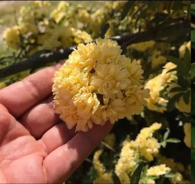 plant/Lady Banks Rose clippings for propagation-3-thumbnail