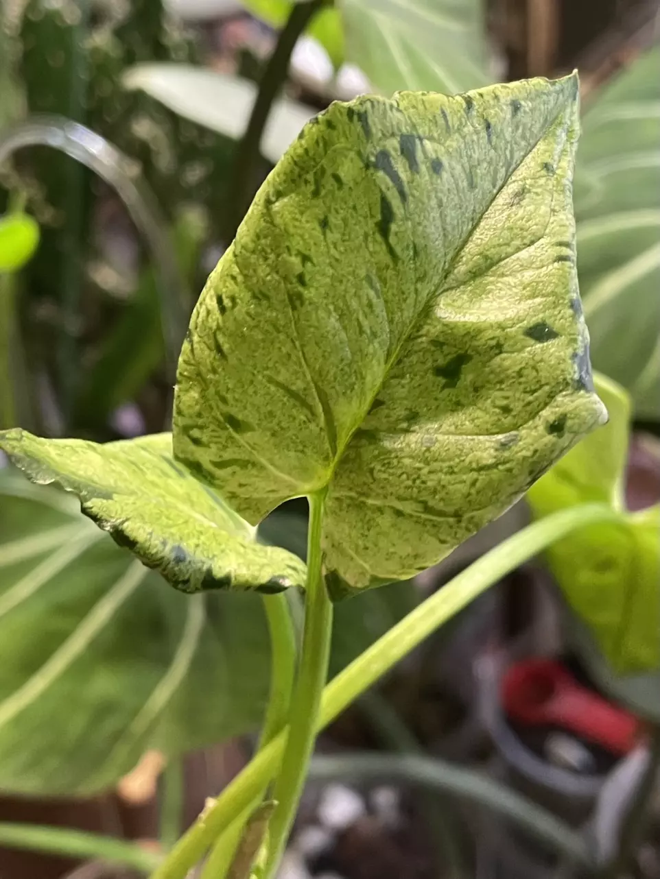 plant/Green Splash/ Green Spot Syngonium-2