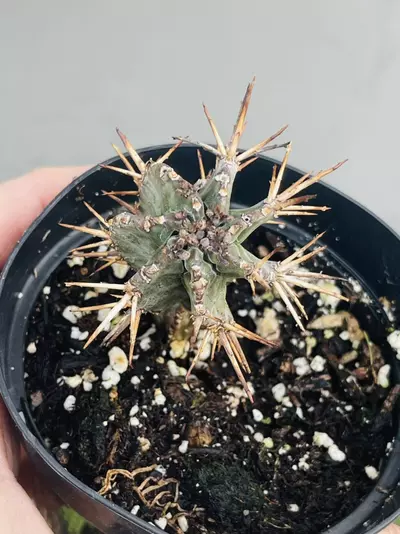 plant/Euphorbia Jansvilensis, 3”-1-thumbnail