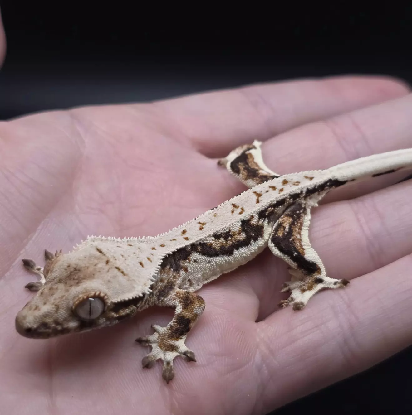 plant/Dark Base Lilly White Tri-Color NPV-0