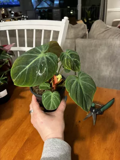 plant/El Chico Red-0-thumbnail