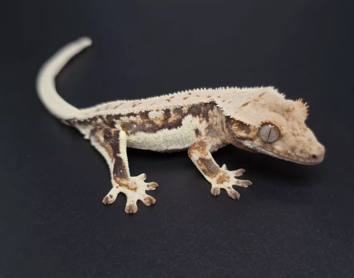 plant/Dark Base Lilly White Tri-Color NPV-1