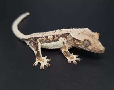 plant/Dark Base Lilly White Tri-Color NPV-1-thumbnail