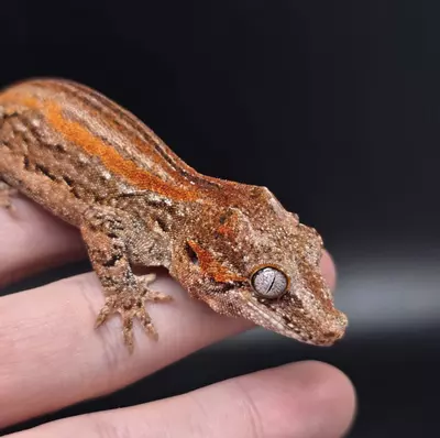 plant/Orange Stripe Gargoyle Gecko-0-thumbnail