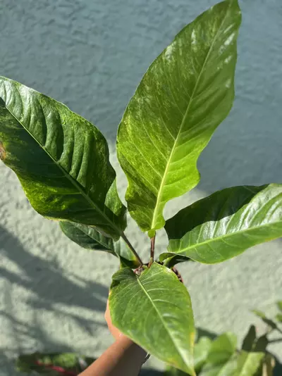 plant/Anthurium Hookerii VG-0-thumbnail