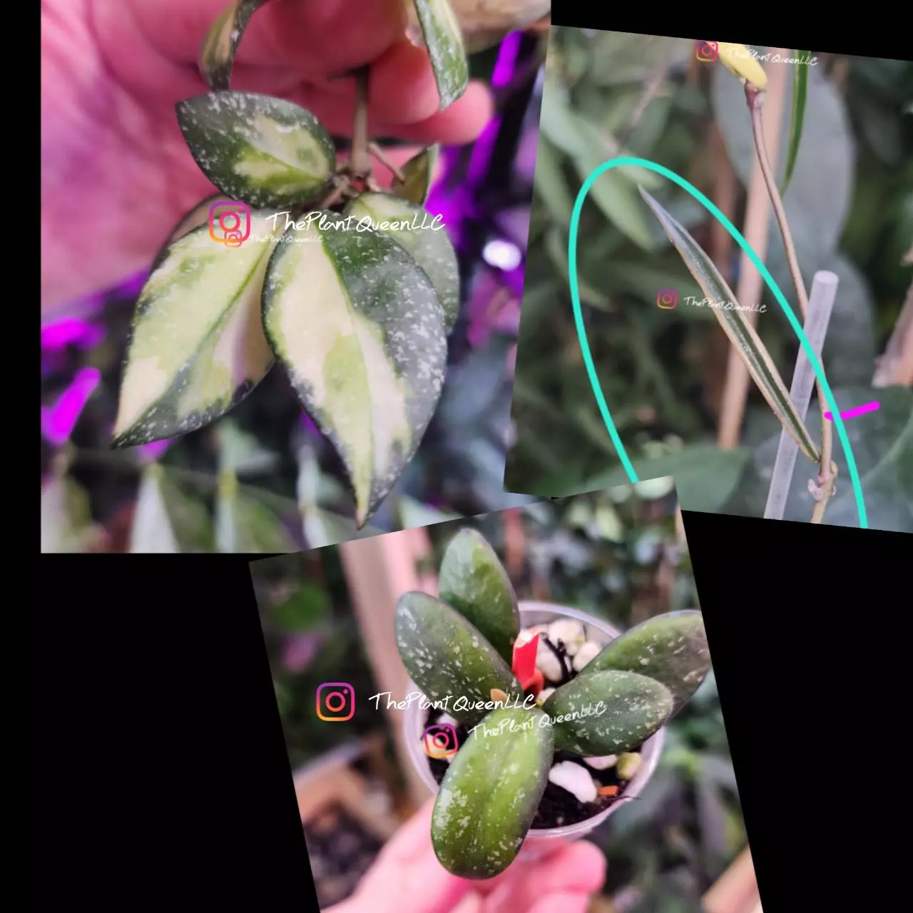 plant/Custom Hoya Bundle!-0