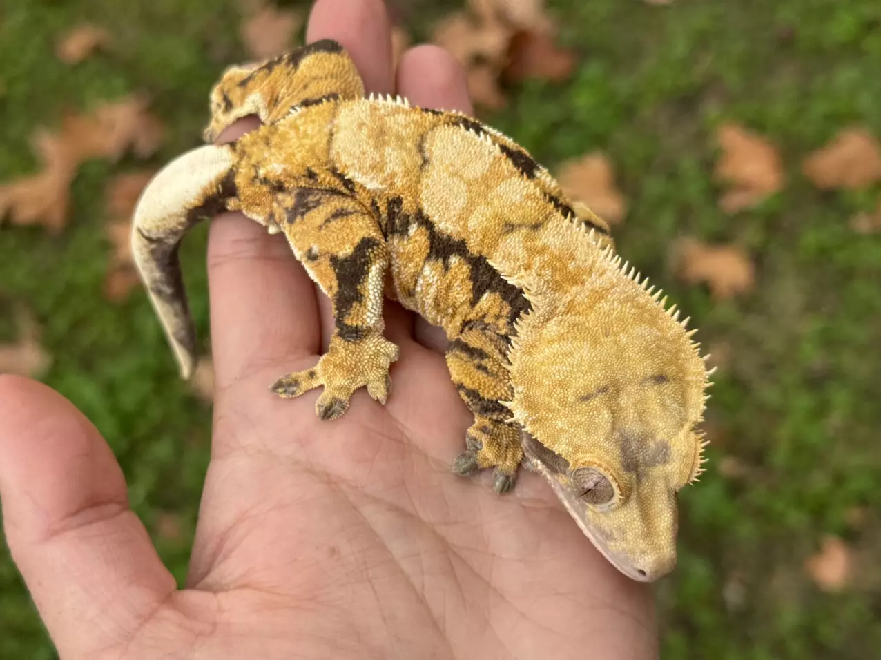 plant/Acorn - RTB F Tricolor w/ STRUCTURE-2