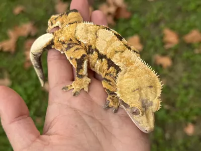 plant/Acorn - RTB F Tricolor w/ STRUCTURE-2-thumbnail