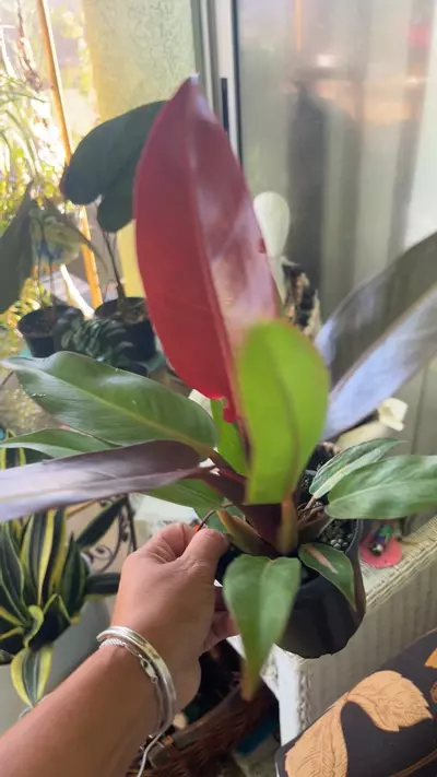 plant/Sun red Philodendron-2-thumbnail
