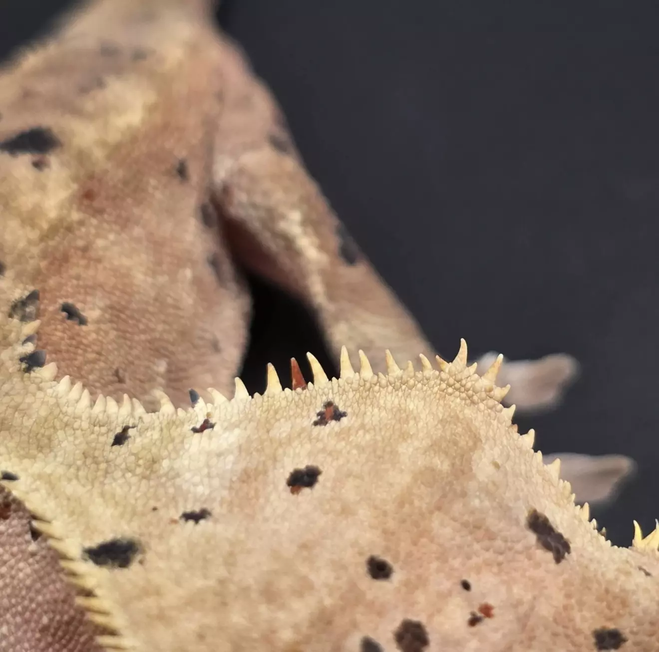 plant/Olive/Red Bullseye Dalmatian Male Crested Gecko-1