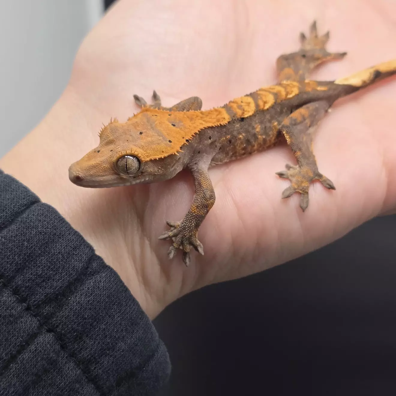 plant/Orange Harlequin Dark Base Crested Gecko-1