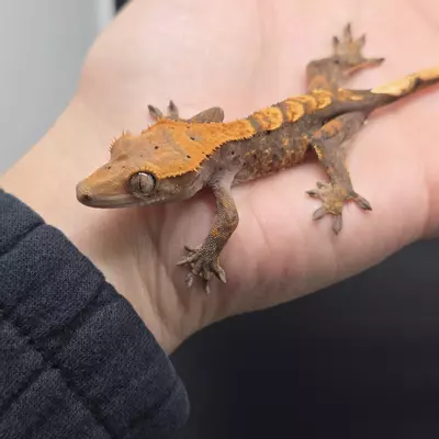 plant/Orange Harlequin Dark Base Crested Gecko-1-thumbnail