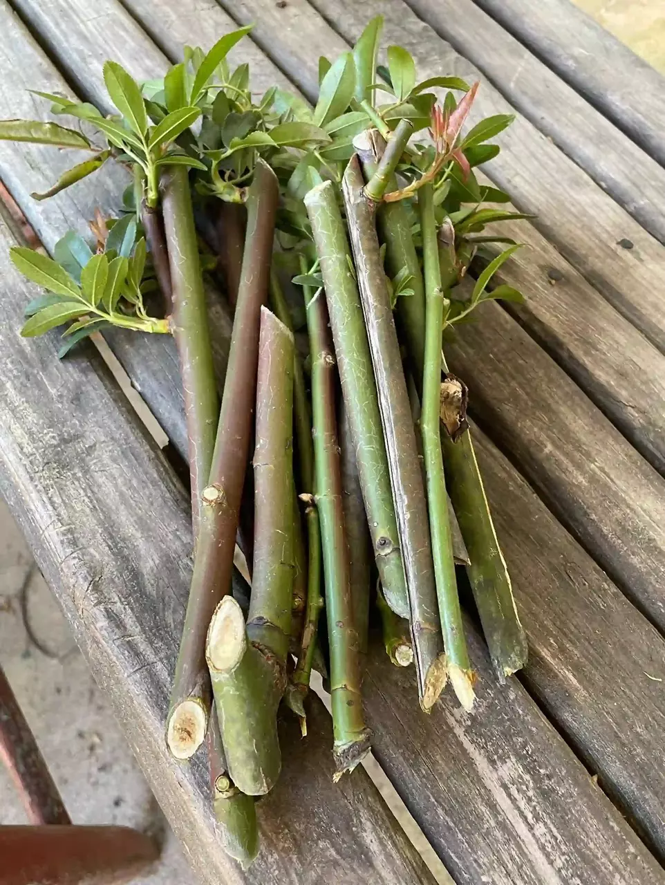 plant/Lady Banks Rose clippings for propagation-4