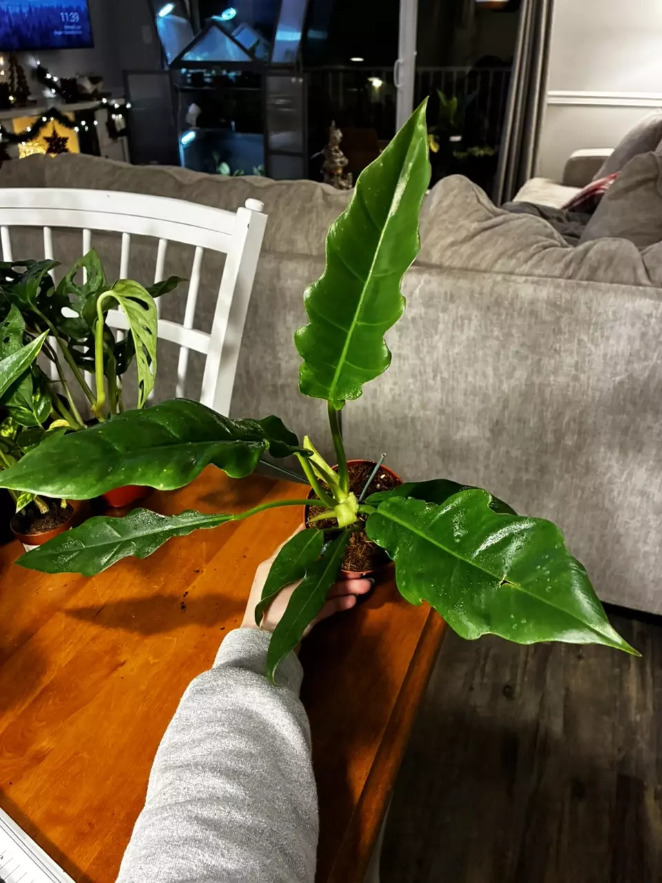 plant/Jungle Boogie-2