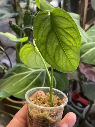 plant/Monstera El Salvador Siltepecana-1-thumbnail