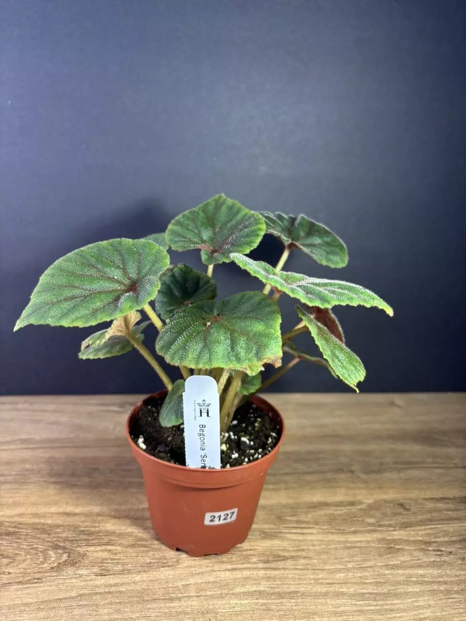 plant/Begonia Sericoneura var. Lindleyana 4” 2127-0