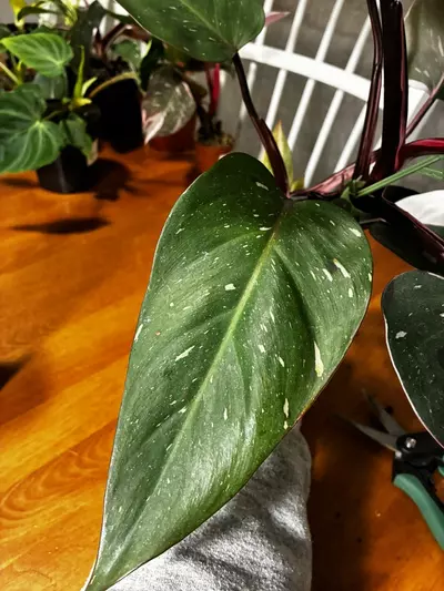 plant/Red Anderson-2-thumbnail