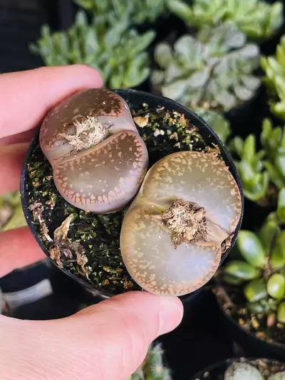 plant/Mesemb Lithops, 2 Plants!! GC-1-thumbnail