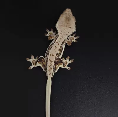 plant/Dark Base Lilly White Tri-Color NPV-3-thumbnail