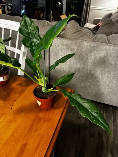 plant/Jungle Boogie-1-thumbnail