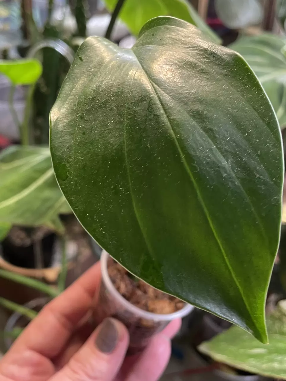 plant/Rhaphidophora Decursiva-0