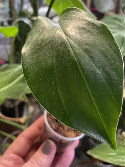 plant/Rhaphidophora Decursiva-0-thumbnail