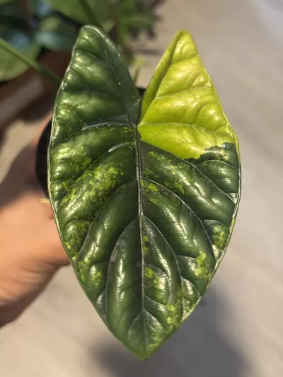 plant/Alocasia Sinuata Var-0-thumbnail