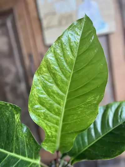 plant/Anthurium Hookerii VG-2-thumbnail