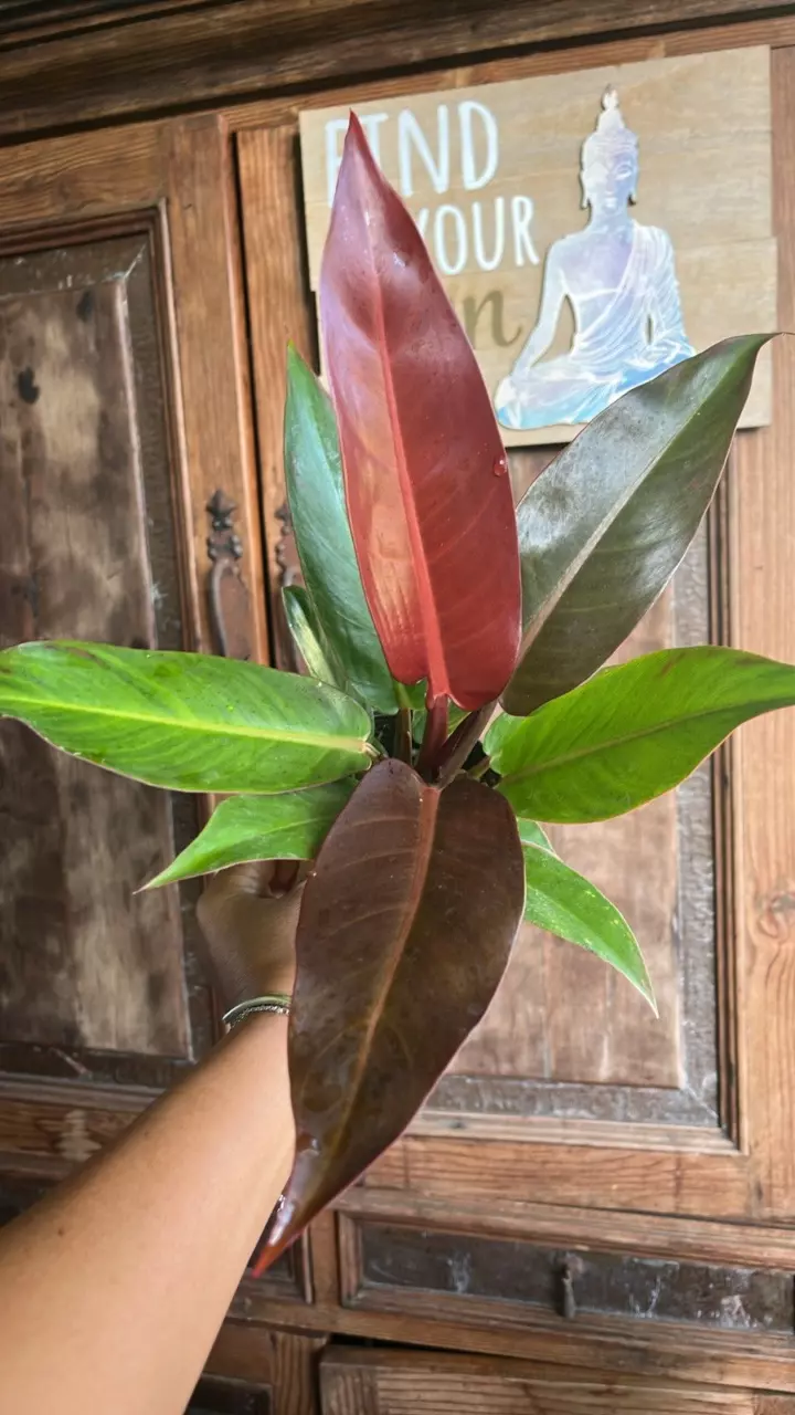 plant/Sun red Philodendron-0