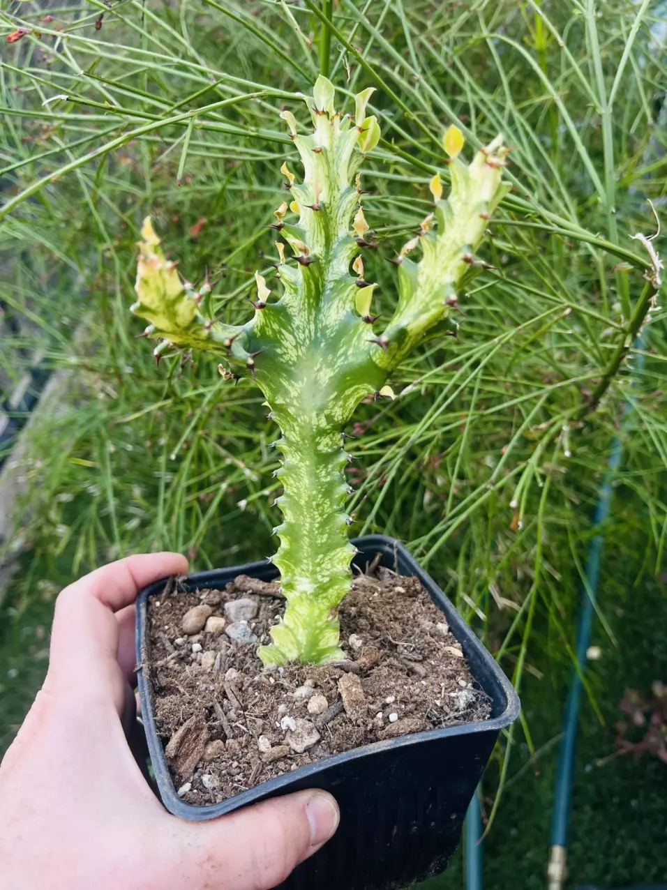 plant/Euphorbia Mint Cream 5”-0