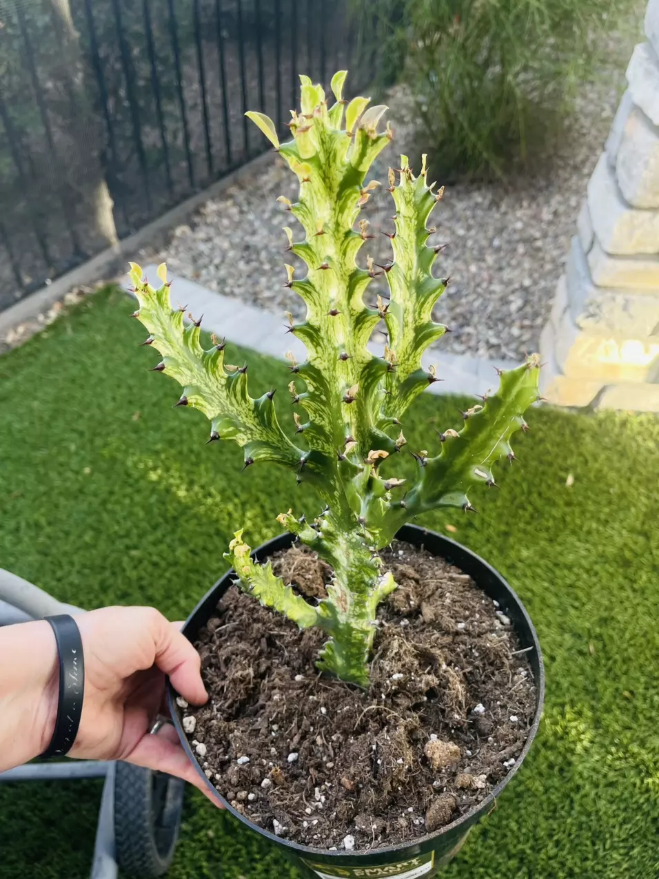 plant/Euphorbia Mint Cream, 8” GC-0