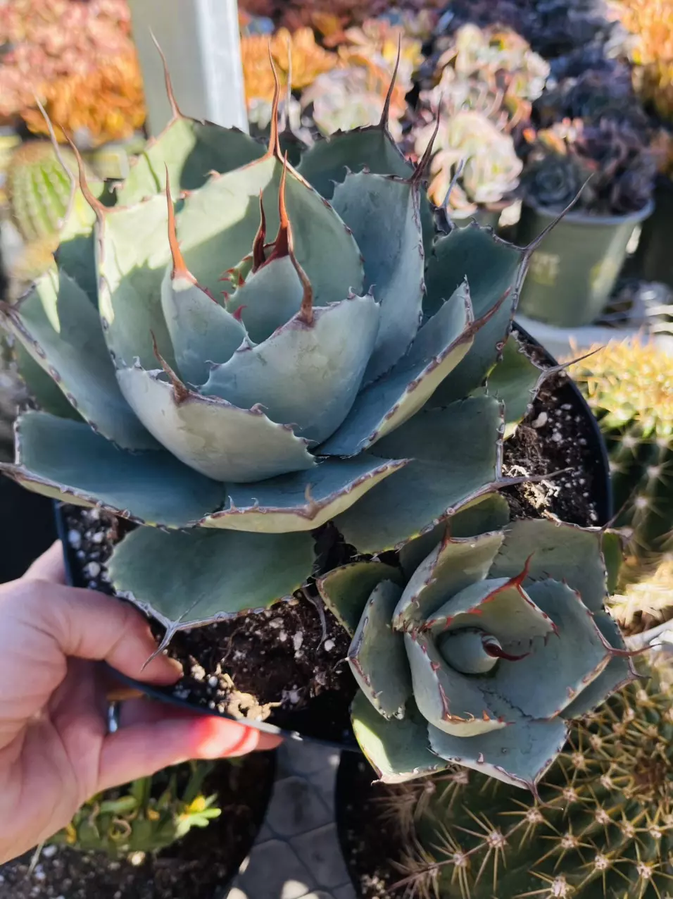plant/Artichoke Agave, 8” GC-0