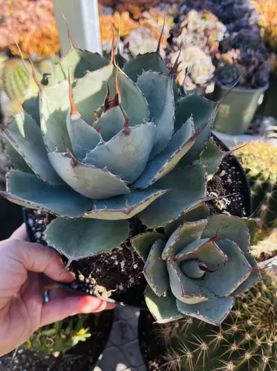 plant/Artichoke Agave, 8” GC-0-thumbnail