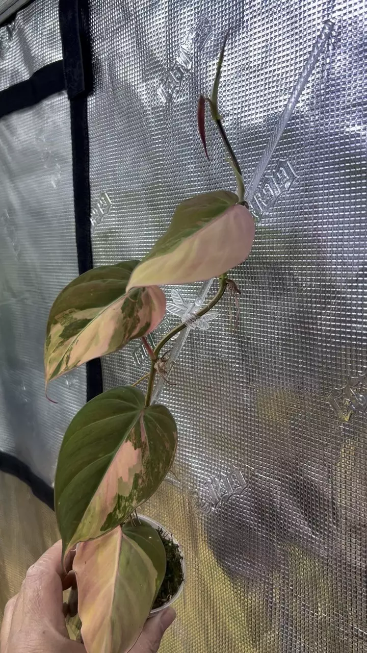 plant/Micans pink Ferrari-0