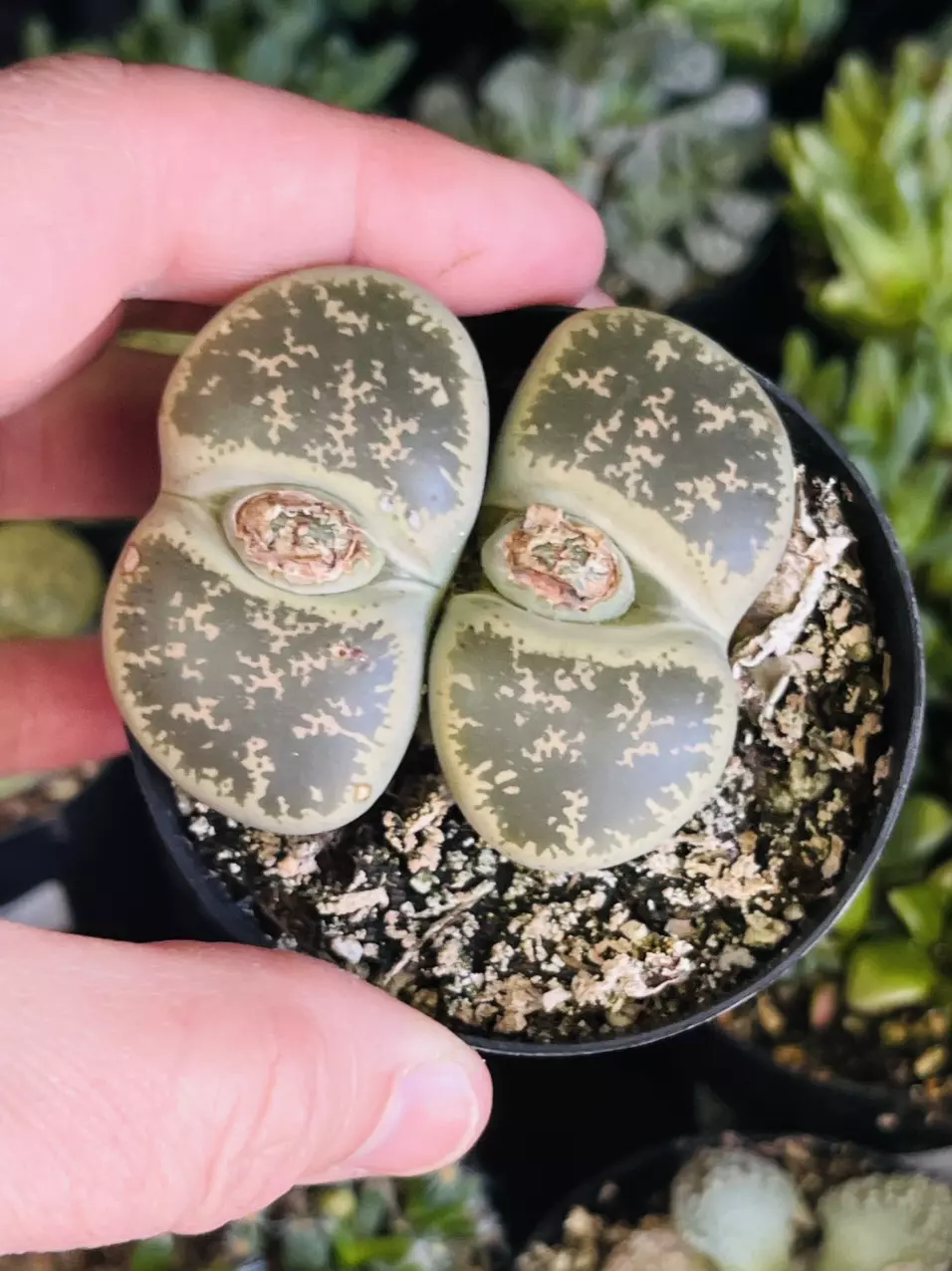 plant/Mesemb Lithops, 2 Plants!! GC-0
