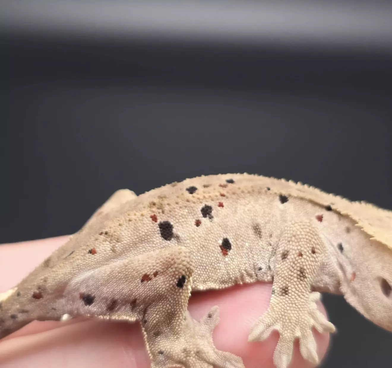 plant/Mardi Gras Dalmatian NPV-1