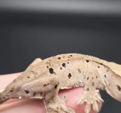 plant/Mardi Gras Dalmatian NPV-1-thumbnail