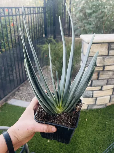 plant/Fan Aloe, 5” pot-0-thumbnail