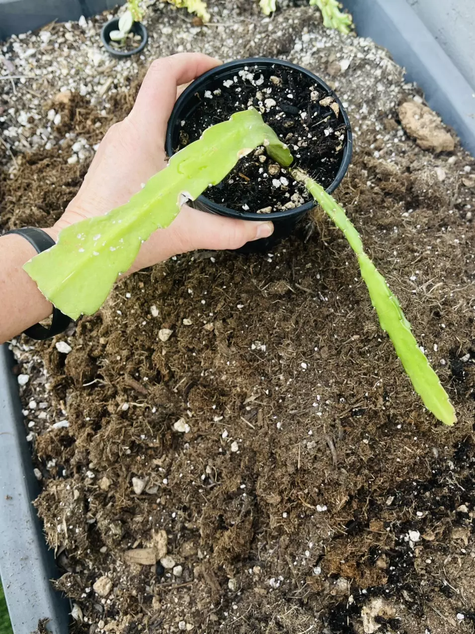 plant/Pseudo Rhipsalis Red Orchid Cactus 5”-0