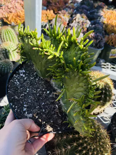 plant/Culindropuntia Eves Needle Crested Cactus, 8” GC-0-thumbnail