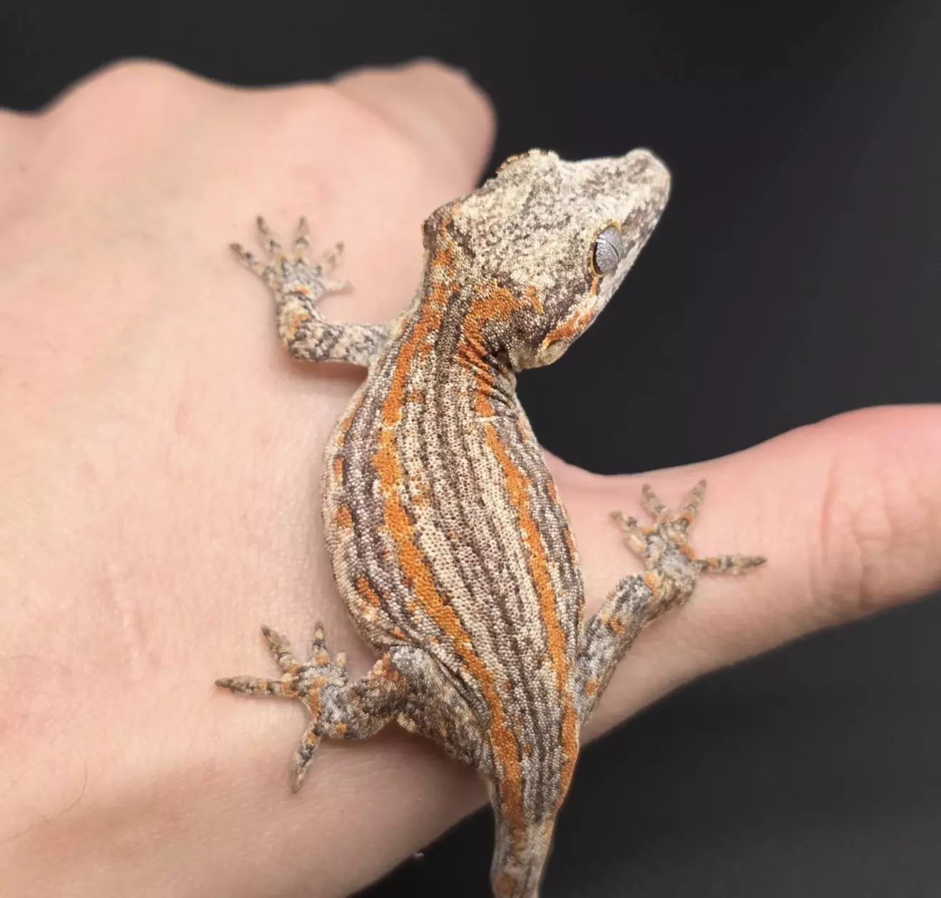 plant/Orange Stripe Gargoyle Gecko NPV-1