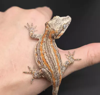 plant/Orange Stripe Gargoyle Gecko NPV-1-thumbnail