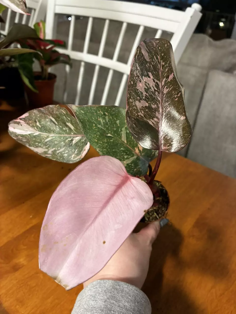 plant/Pink princess-0