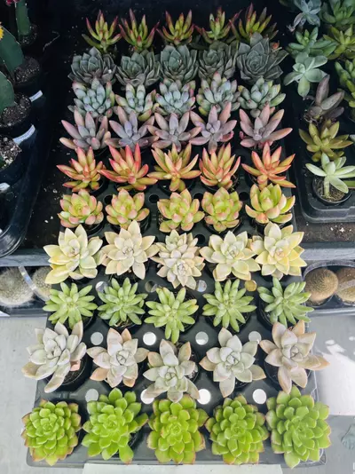 plant/Adorable Succulent, Your Choice! 1.5” GC-0-thumbnail